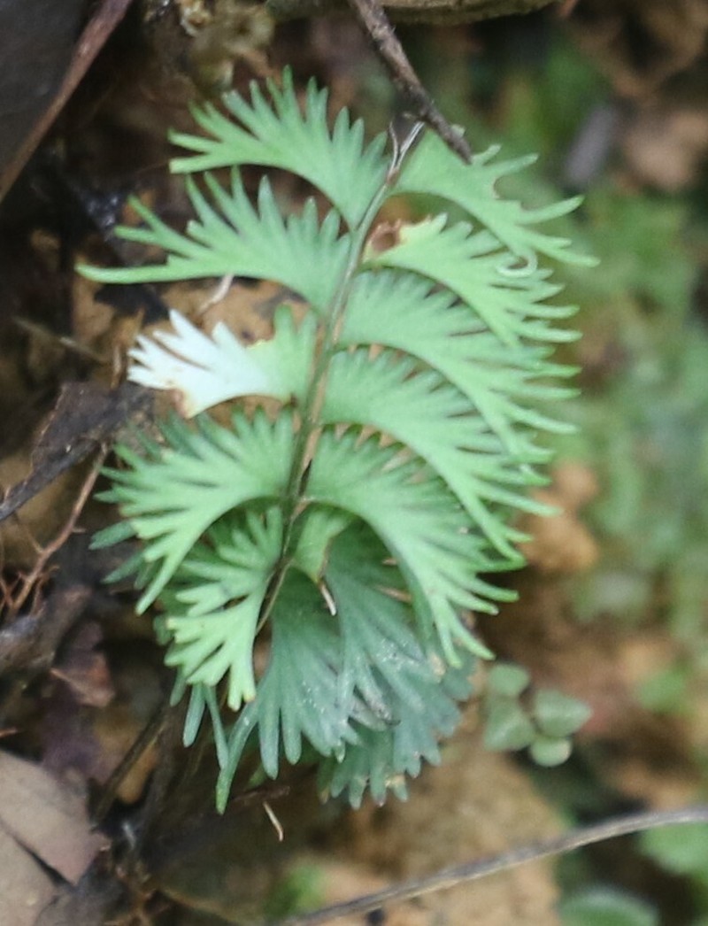 Lindsaea digitata photo 4