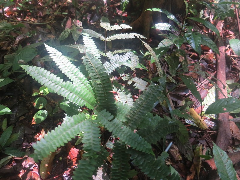Lindsaea digitata photo 6