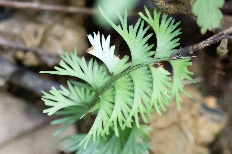 Lindsaea digitata photo 8