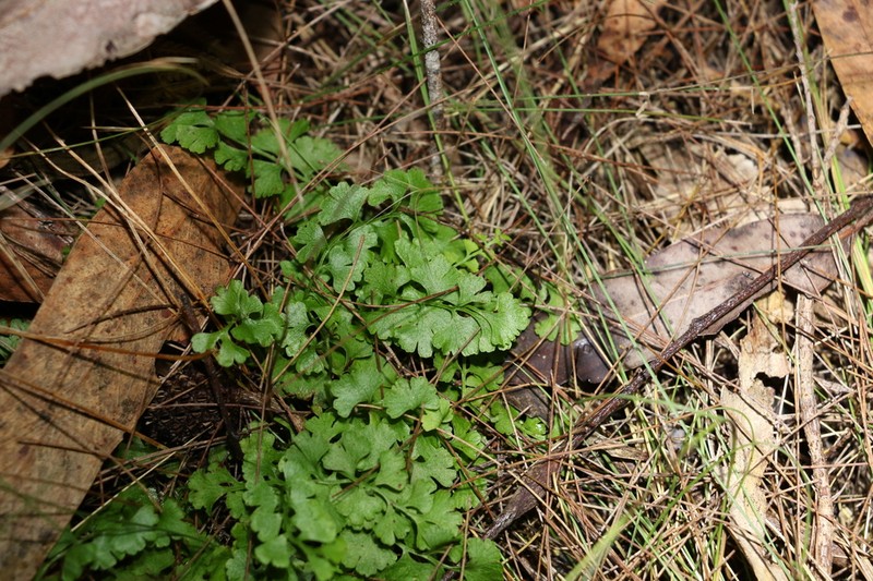 Lindsaea dimorpha