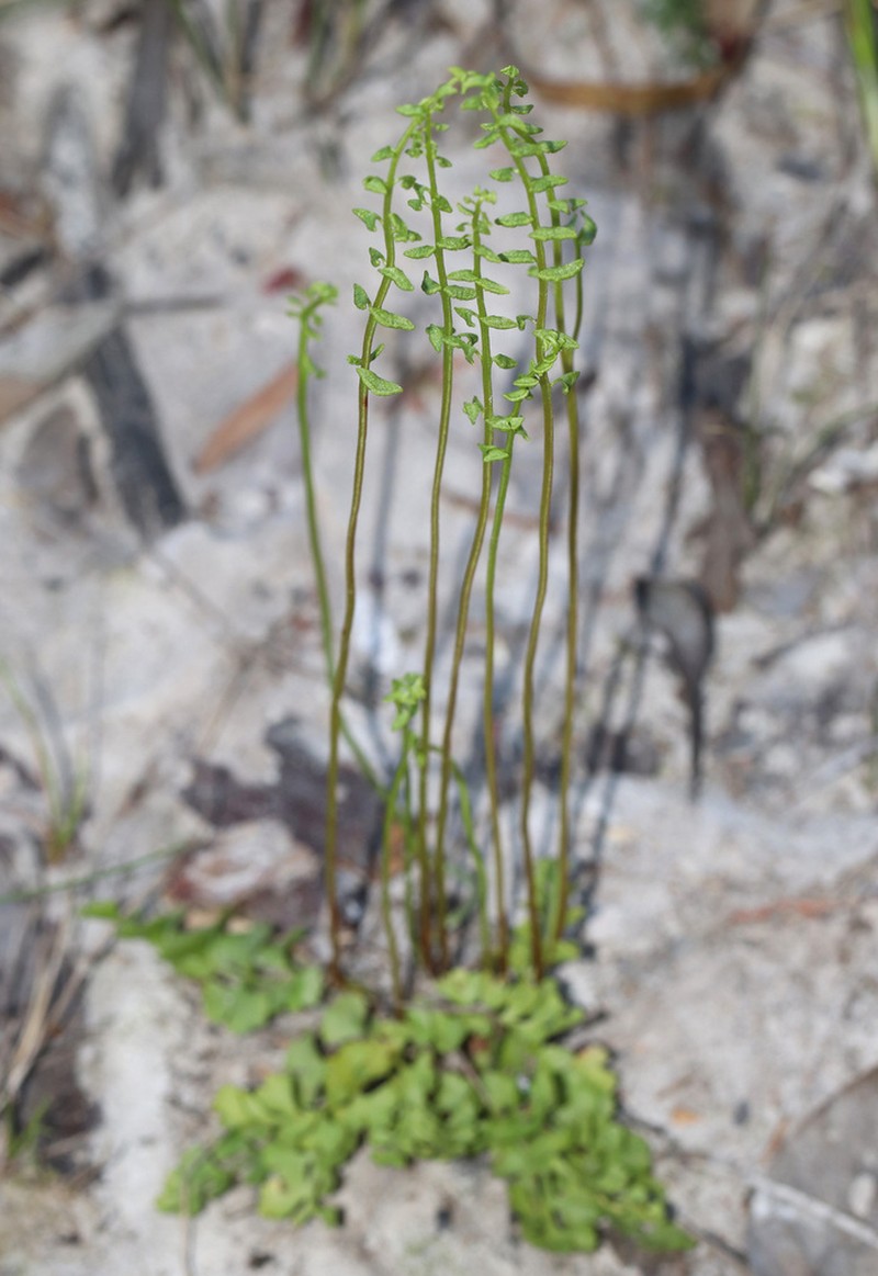 Lindsaea dimorpha photo 2