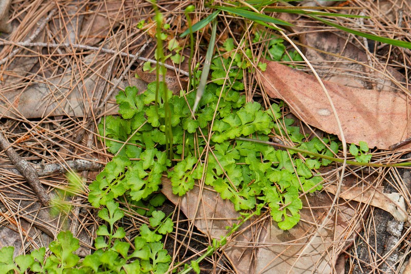 Lindsaea dimorpha photo 3