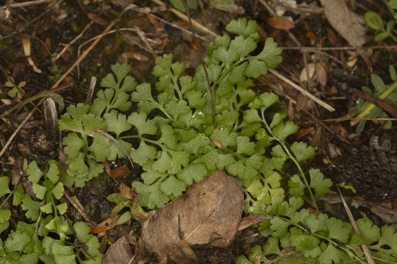 Lindsaea dimorpha photo 4