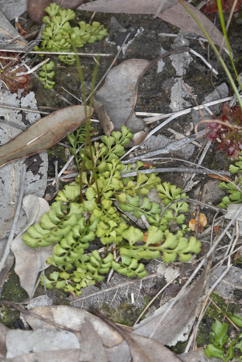 Lindsaea dimorpha photo 5