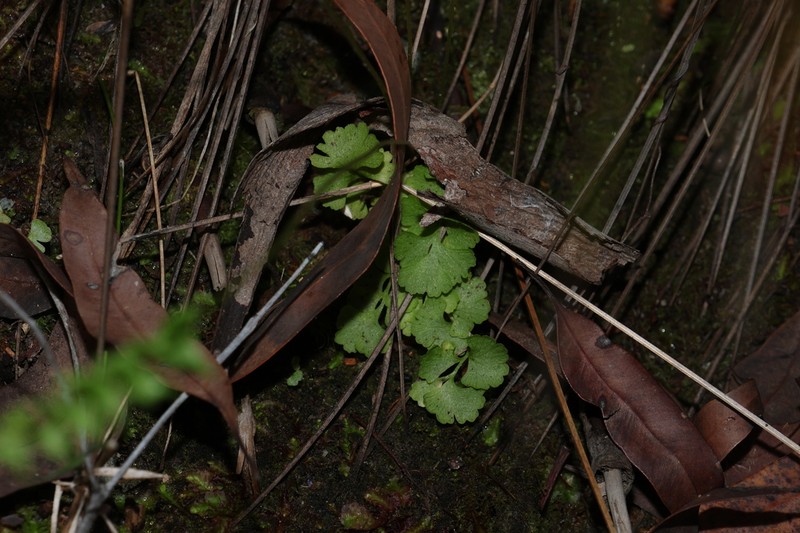 Lindsaea dimorpha photo 6