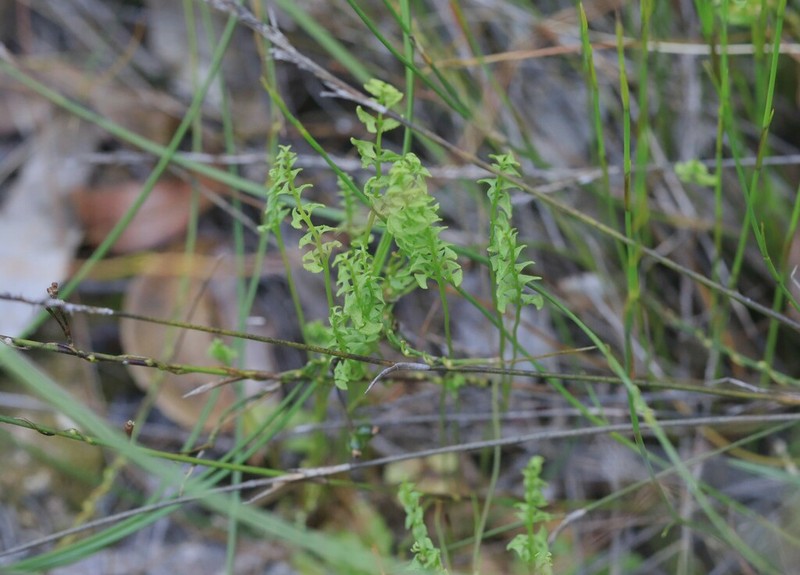 Lindsaea dimorpha photo 7