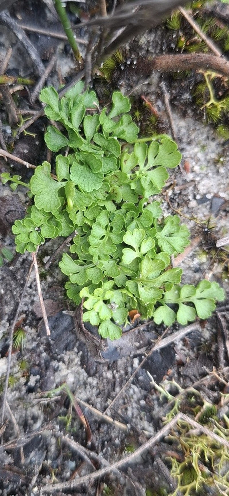 Lindsaea dimorpha photo 8