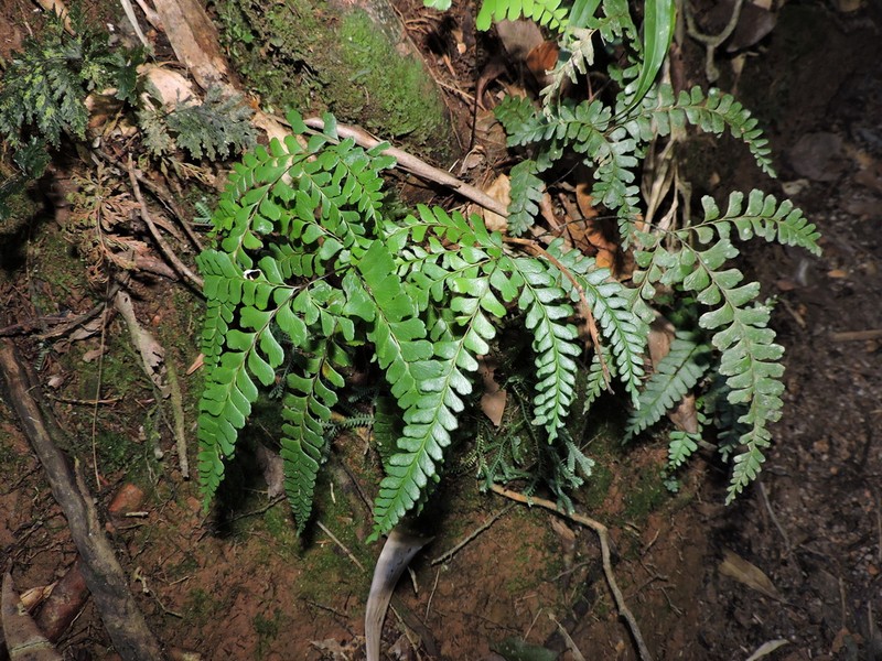 Lindsaea divaricata