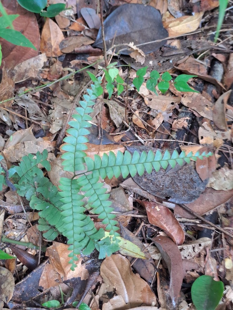 Lindsaea divaricata photo 2