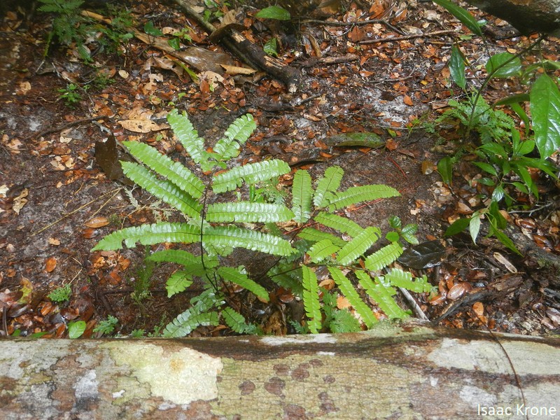 Lindsaea divaricata photo 3