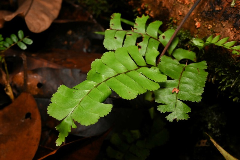Lindsaea divaricata photo 4