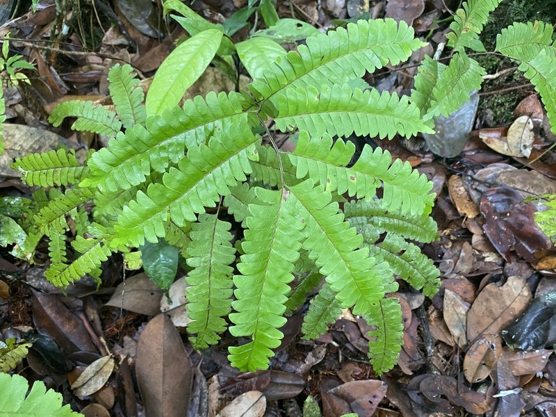 Lindsaea divaricata photo 5