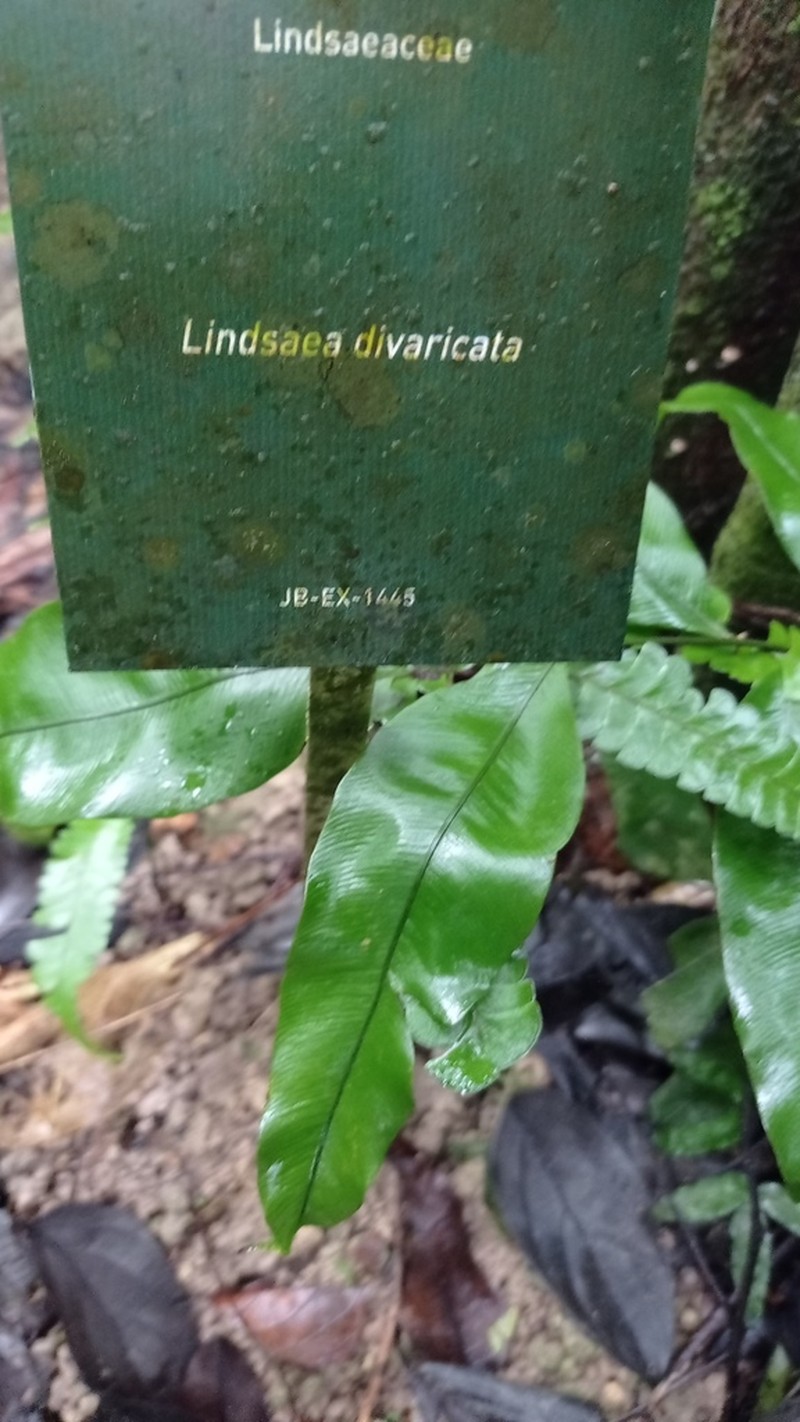 Lindsaea divaricata photo 6