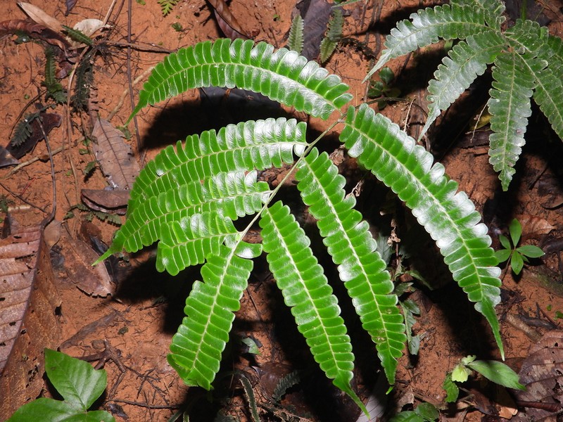 Lindsaea divaricata photo 7