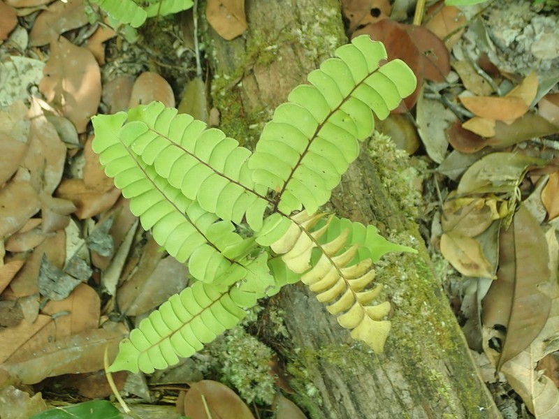 Lindsaea divaricata photo 8
