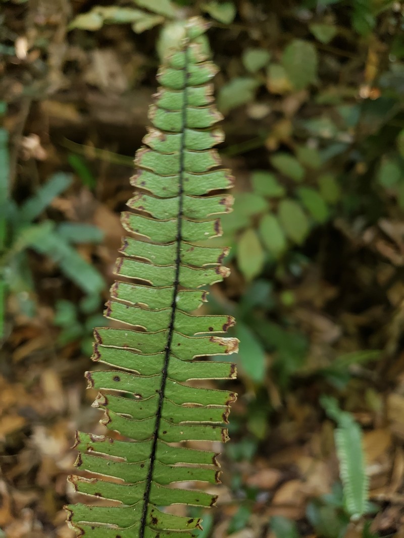 Lindsaea divergens photo 2