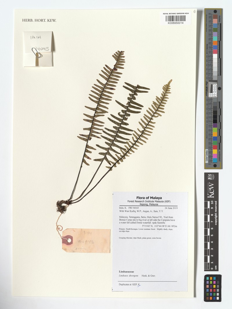 Lindsaea divergens photo 3
