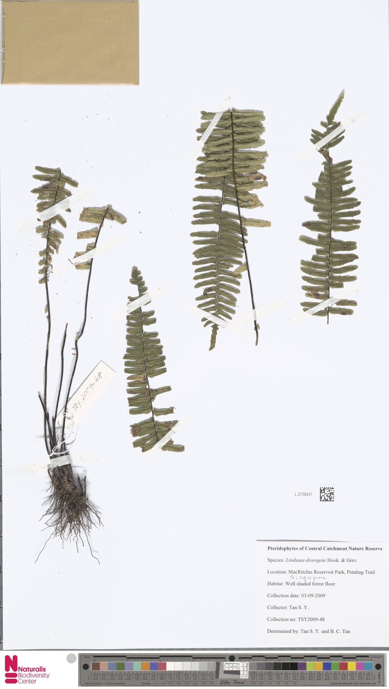 Lindsaea divergens photo 4