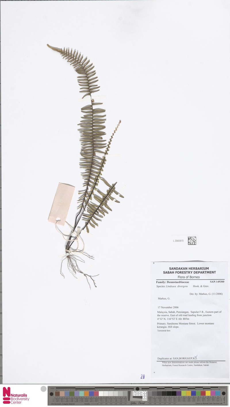 Lindsaea divergens photo 5