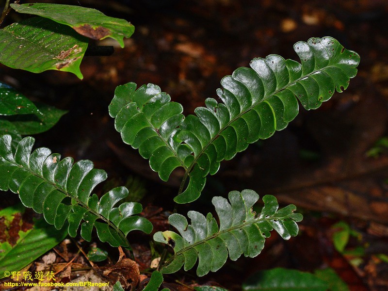 Lindsaea doryphora