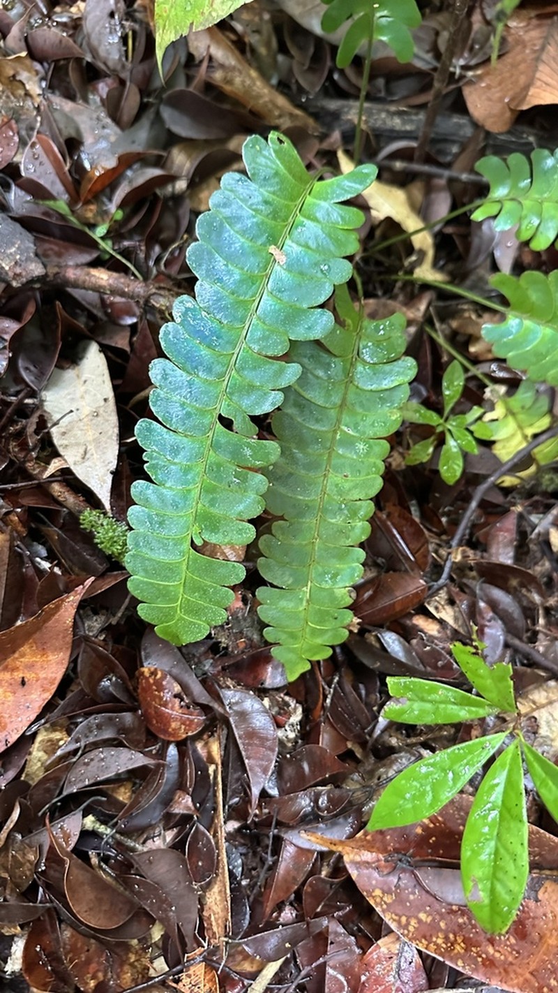 Lindsaea doryphora photo 2