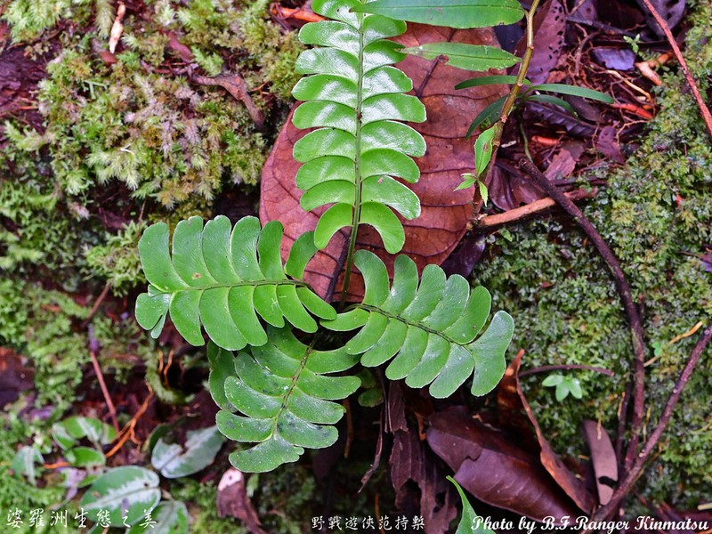 Lindsaea doryphora photo 3