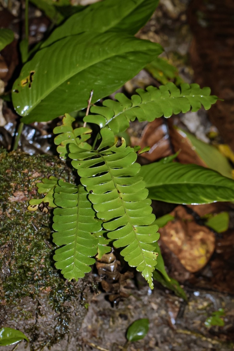 Lindsaea doryphora photo 5