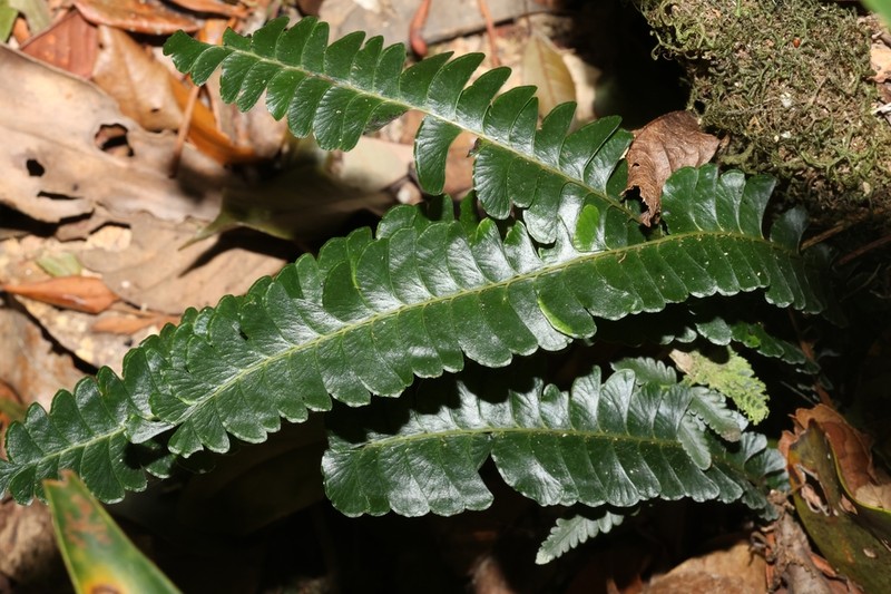 Lindsaea doryphora photo 6