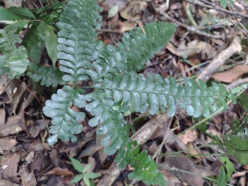 Lindsaea doryphora photo 7