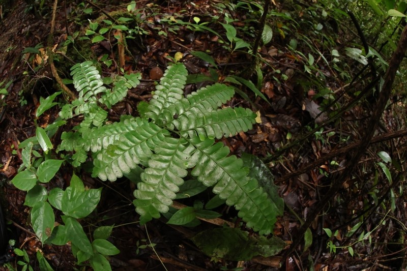 Lindsaea doryphora photo 8