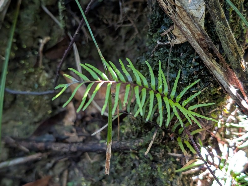 Lindsaea dubia