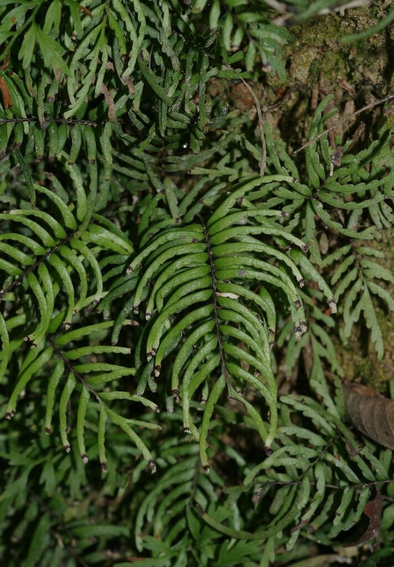 Lindsaea dubia photo 2