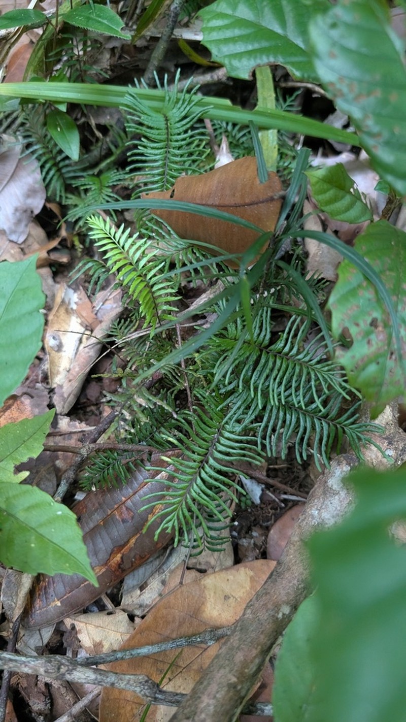 Lindsaea dubia photo 3