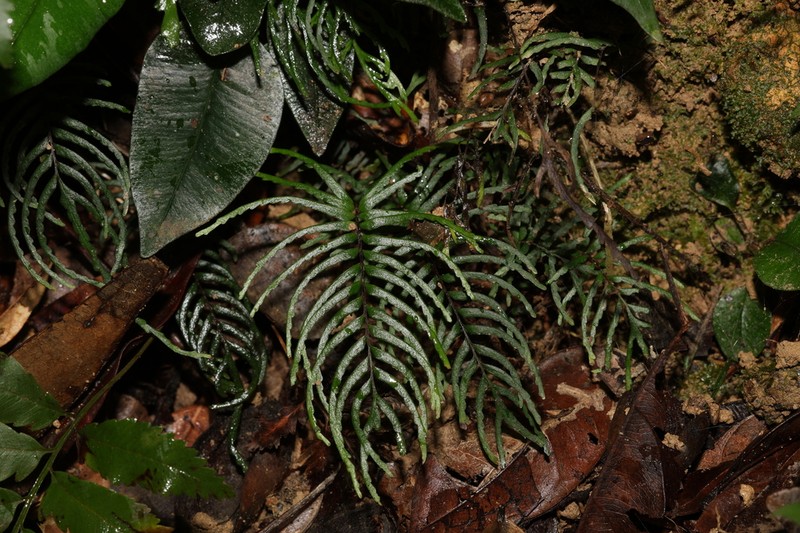 Lindsaea dubia photo 4
