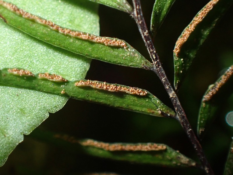 Lindsaea dubia photo 5