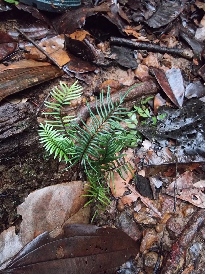 Lindsaea dubia photo 6