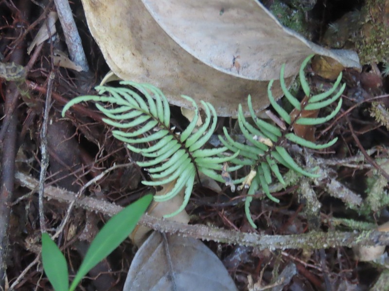 Lindsaea dubia photo 7