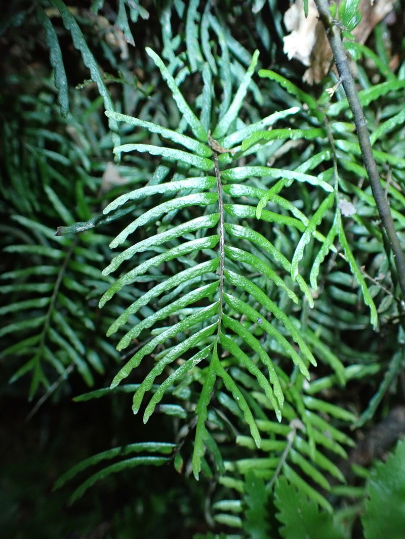 Lindsaea dubia photo 8