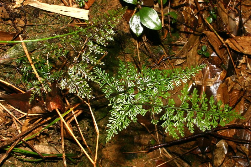Lindsaea eberhardtii