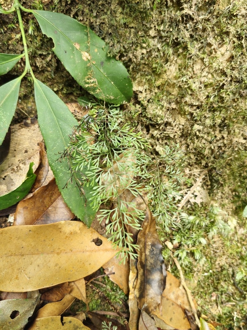 Lindsaea eberhardtii photo 2