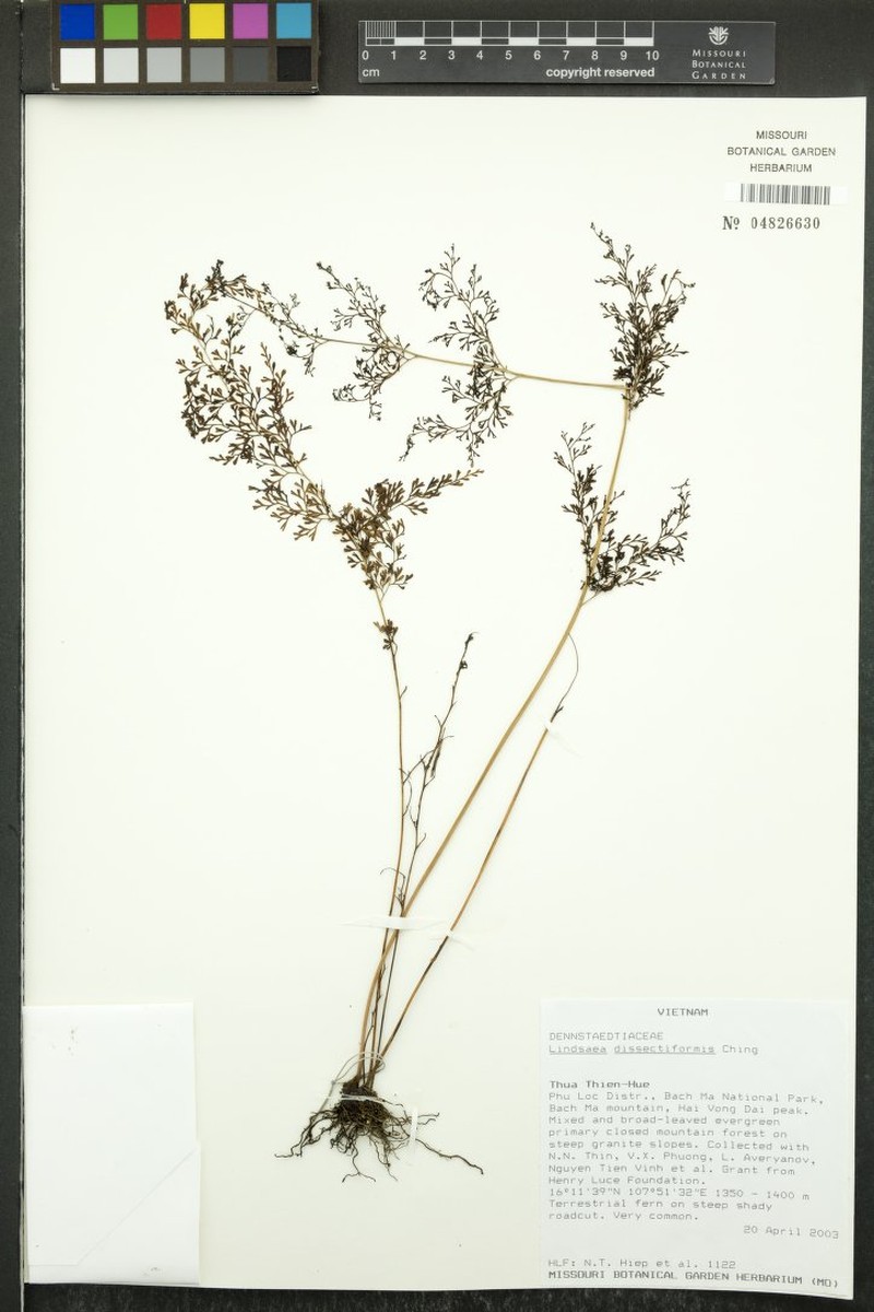 Lindsaea eberhardtii photo 3