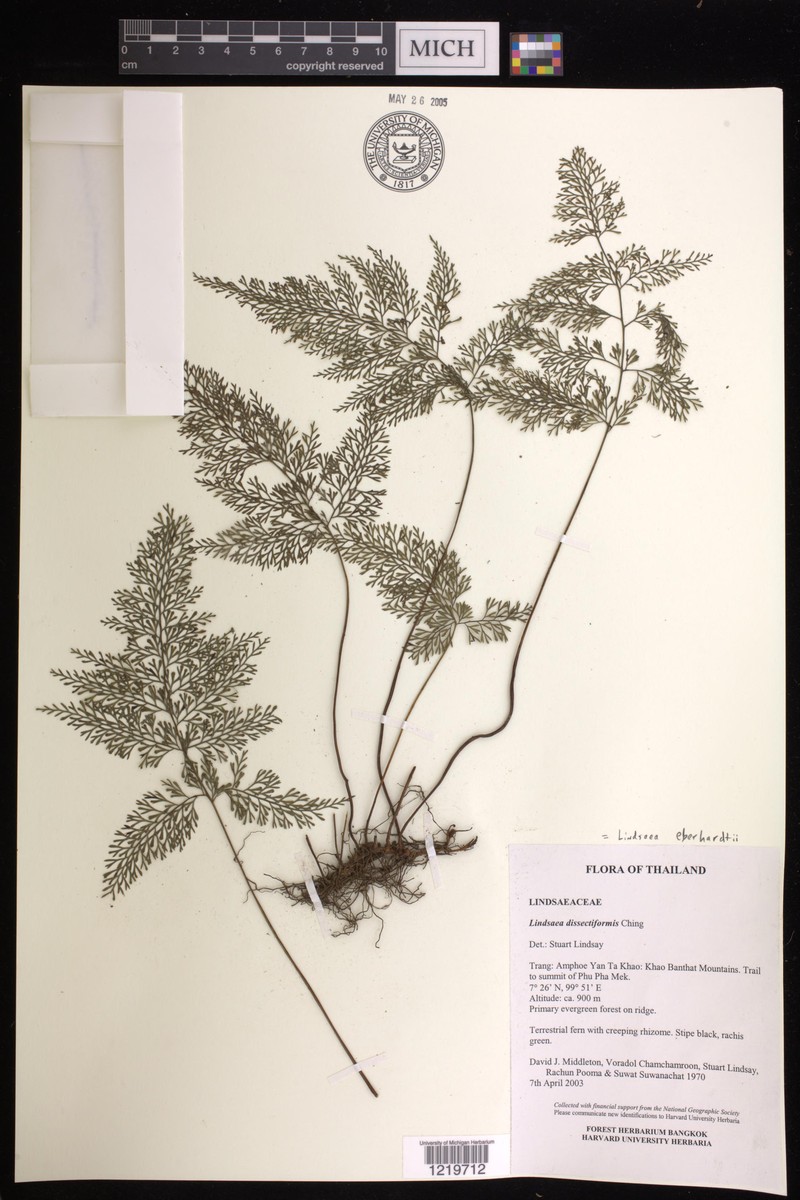 Lindsaea eberhardtii photo 4