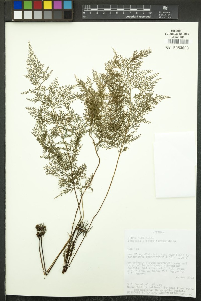 Lindsaea eberhardtii photo 5