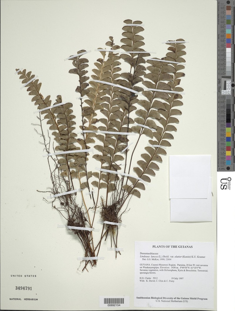 Lindsaea elatior