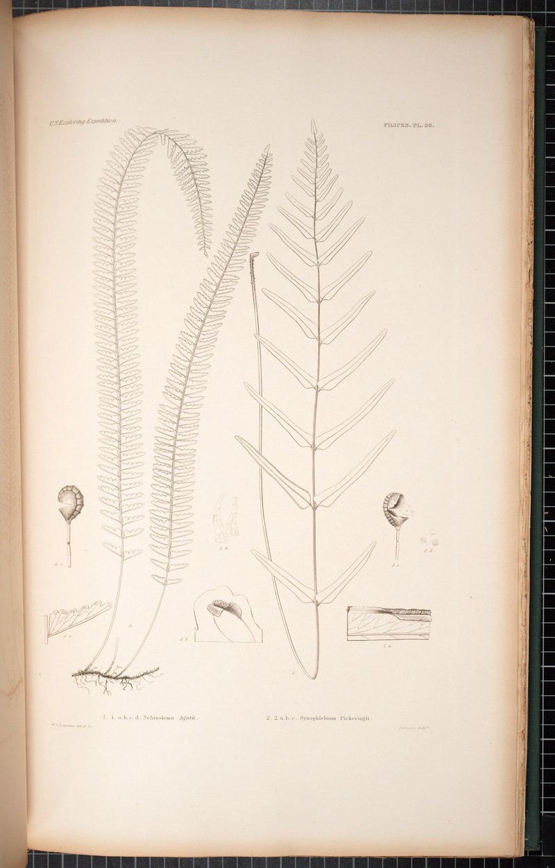 Graceful Necklace Fern