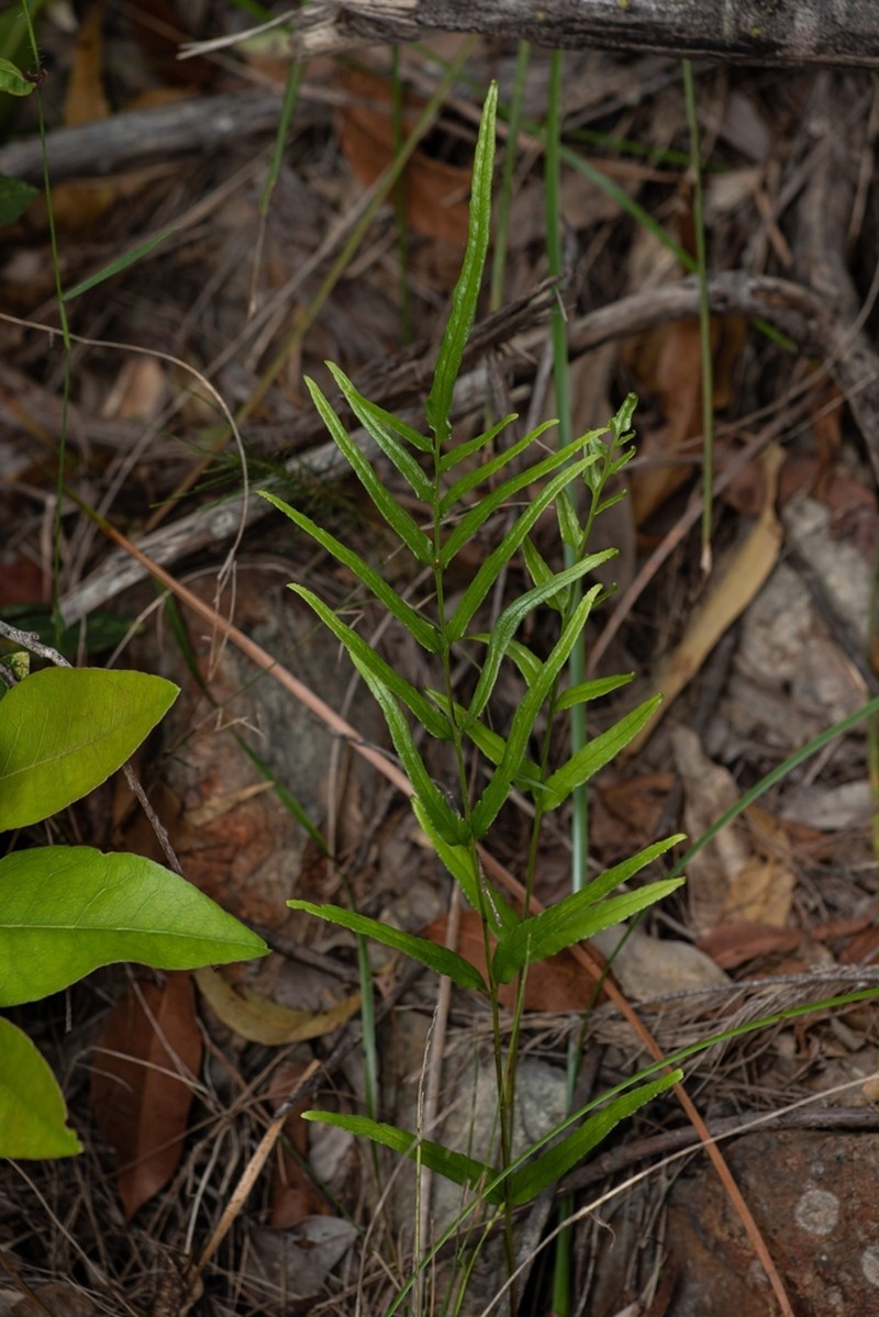 Graceful Necklace Fern