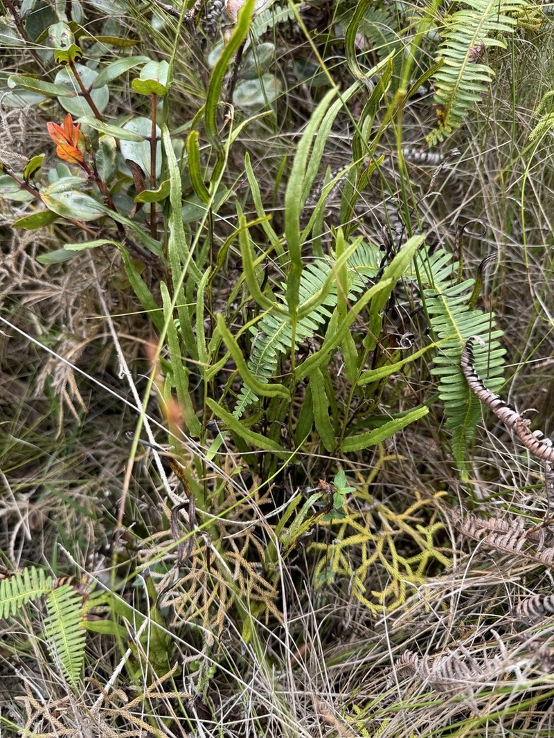 Graceful Necklace Fern photo 2