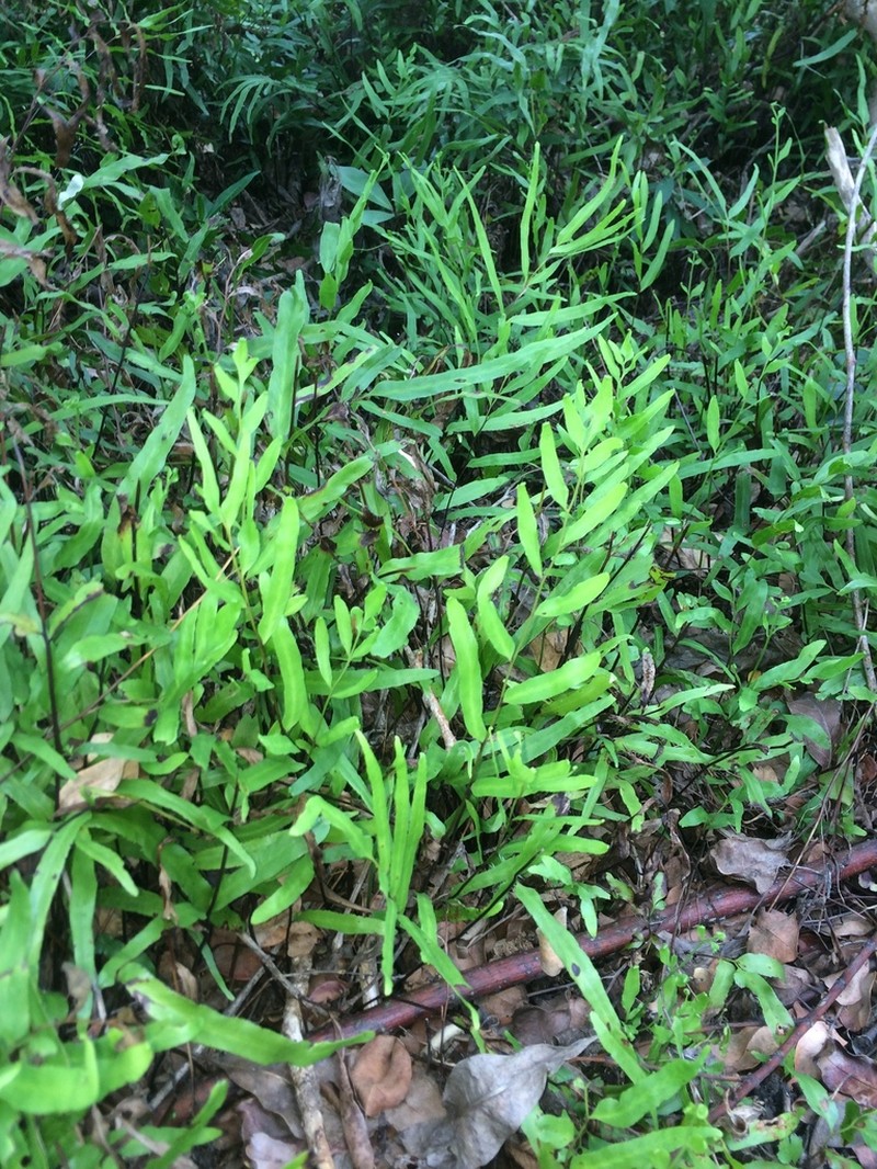 Graceful Necklace Fern photo 5
