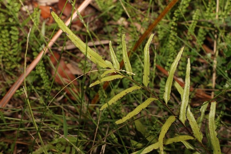 Graceful Necklace Fern photo 6