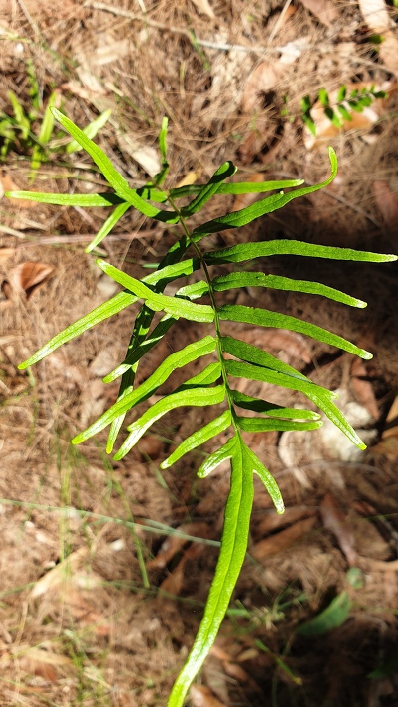 Graceful Necklace Fern photo 7